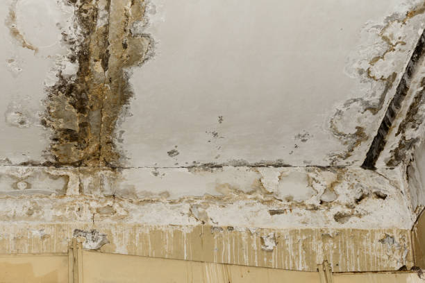 Trusted Kure Beach, NC Mold Remediation Experts